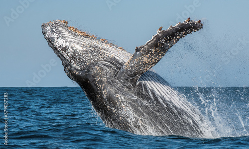 A Humpback whale raises its powerful tail over the water of the Ocean. The whale is spraying water. Scientific name: Megaptera novaeangliae. South Africa.  © Uryadnikov Sergey