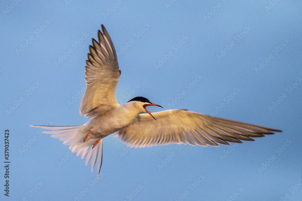 Obraz premium Adult common tern with open beak in flight in sunset light on the blue sky background. Close up. Scientific name: Sterna hirundo.