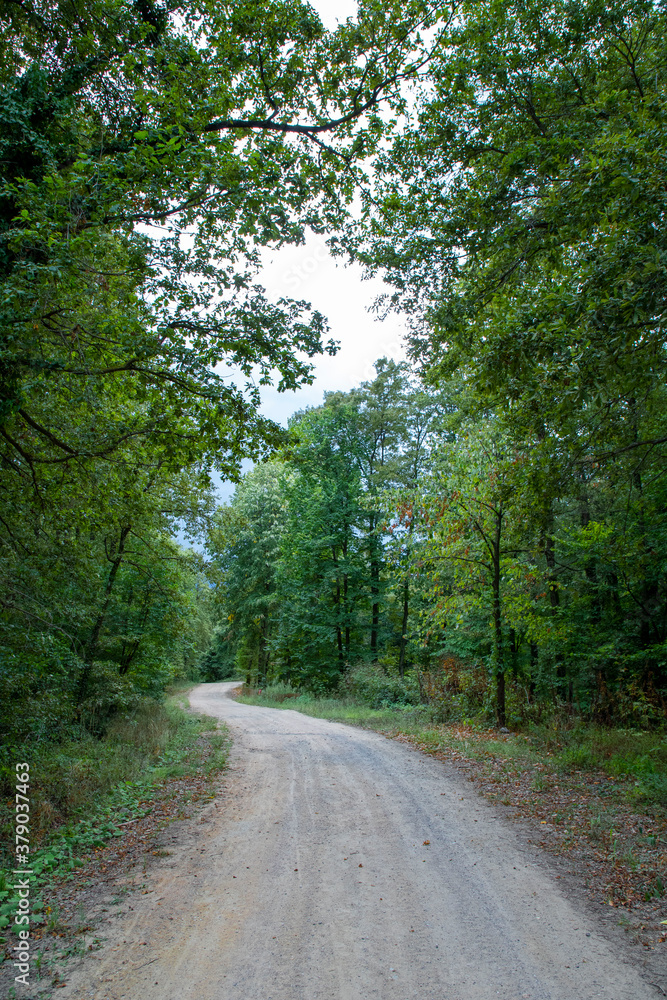 Pathway walking path in the forest in autumn Pathway walking path in the forest in autumn