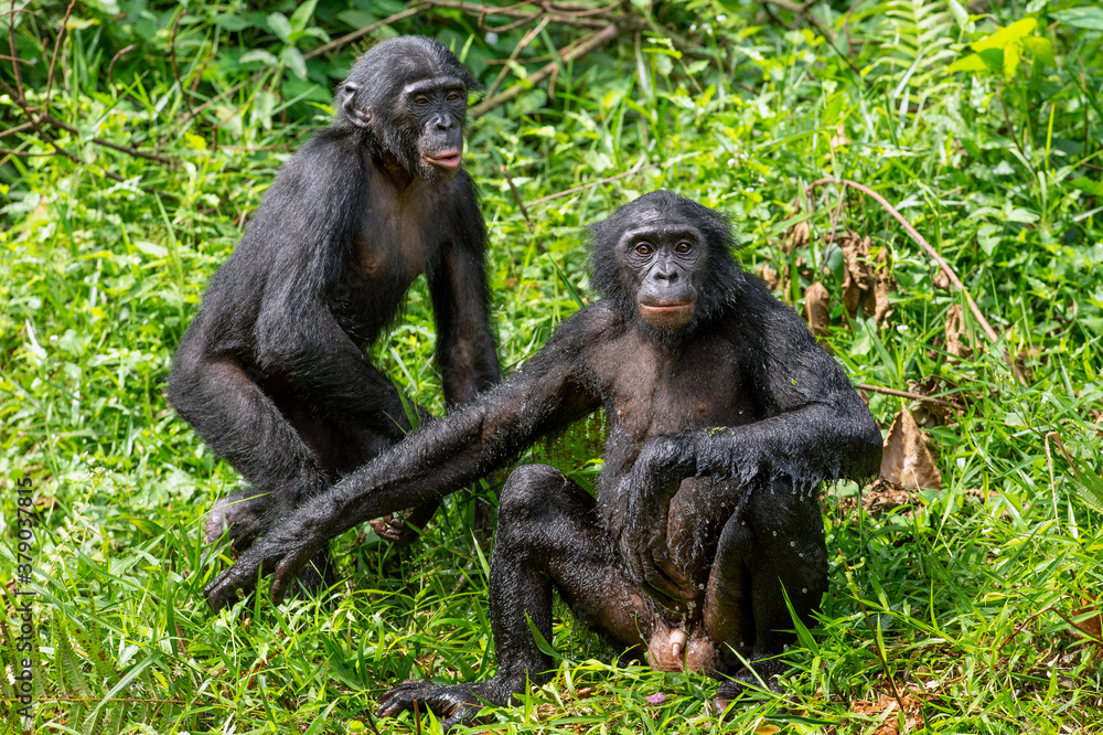 Bonobos on the grass. Green natural background. The Bonobo, Scientific name: Pan paniscus, earlier being called the pygmy chimpanzee. Democratic Republic of Congo. Africa. Bonobos on the grass. Green natural background. The Bonobo, Scientific name: Pan paniscus, earlier being called the pygmy chimpanzee. Democratic Republic of Congo. Africa.