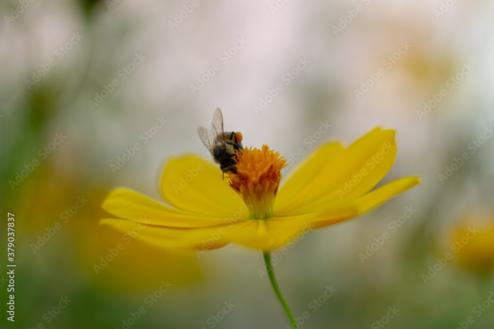 bee on flower bee on flower