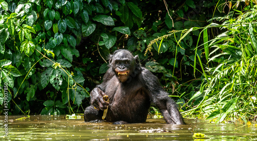 The Bonobo in the water. Scientific name: Pan paniscus, earlier being called the pygmy chimpanzee.  Democratic Republic of Congo. Africa photo