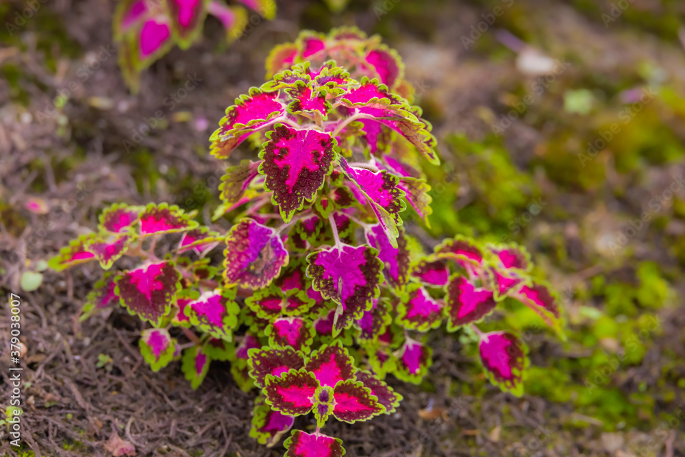 close-up of a coleus plant. Sun-tolerant coleus with patterned veins. A plant with colorful leaves, Also named as Solenostemon, Painted nettle, Flame nettle. Dark red green leaves of a coleus plant. close-up of a coleus plant. Sun-tolerant coleus with patterned veins. A plant with colorful leaves, Also named as Solenostemon, Painted nettle, Flame nettle. Dark red green leaves of a coleus plant.