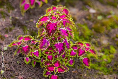close-up of a coleus plant. Sun-tolerant coleus with patterned veins. A plant with colorful leaves, Also named as Solenostemon, Painted nettle, Flame nettle. Dark red green leaves of a coleus plant.