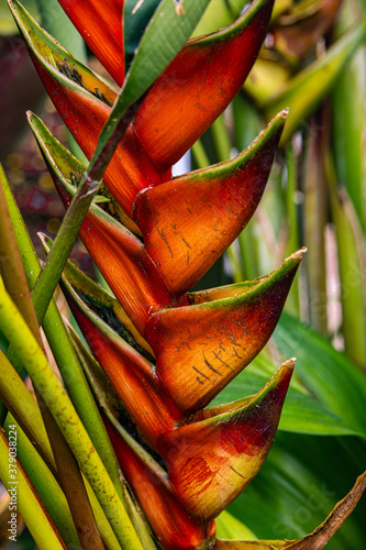 Heliconia rostrata, also known as hanging lobster claw or false bird of paradise, flowering red and yellow flowers. Tropical rain forest flower in the jungle of the Cameron Highlands, Malaysia photo