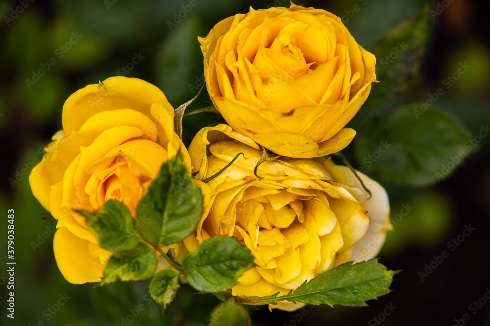Close-up of yellow rose blossom behind green leaves. A bouquet of 3 rose petals in a garden in the Cameron highlands, Malaysia. Detailed image of three rose flowers Close-up of yellow rose blossom behind green leaves. A bouquet of 3 rose petals in a garden in the Cameron highlands, Malaysia. Detailed image of three rose flowers