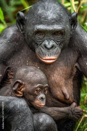 Bonobo with baby. Scientific name: Pan paniscus, called the pygmy chimpanzee. Democratic Republic of Congo. Africa