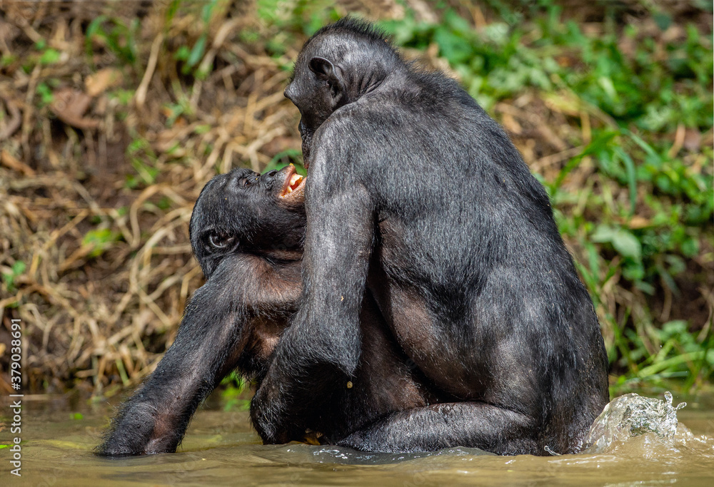 Bonobos having sex in the water. Scientific name: Pan paniscus, earlier being called the pygmy chimpanzee.  Democratic Republic of Congo. Africa