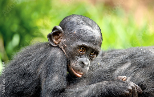 Bonobo Cub on the mother's back. The Bonobo, Scientific name: Pan paniscus, earlier being called the pygmy chimpanzee. Democratic Republic of Congo. Africa