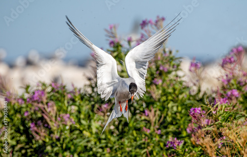 Fluttering tern. Common Tern with spreading wings in flight at sunny day. Front view. blooming Sally Flowers on the background.  Adult bird. Scientific name: Sterna Hirundo. photo