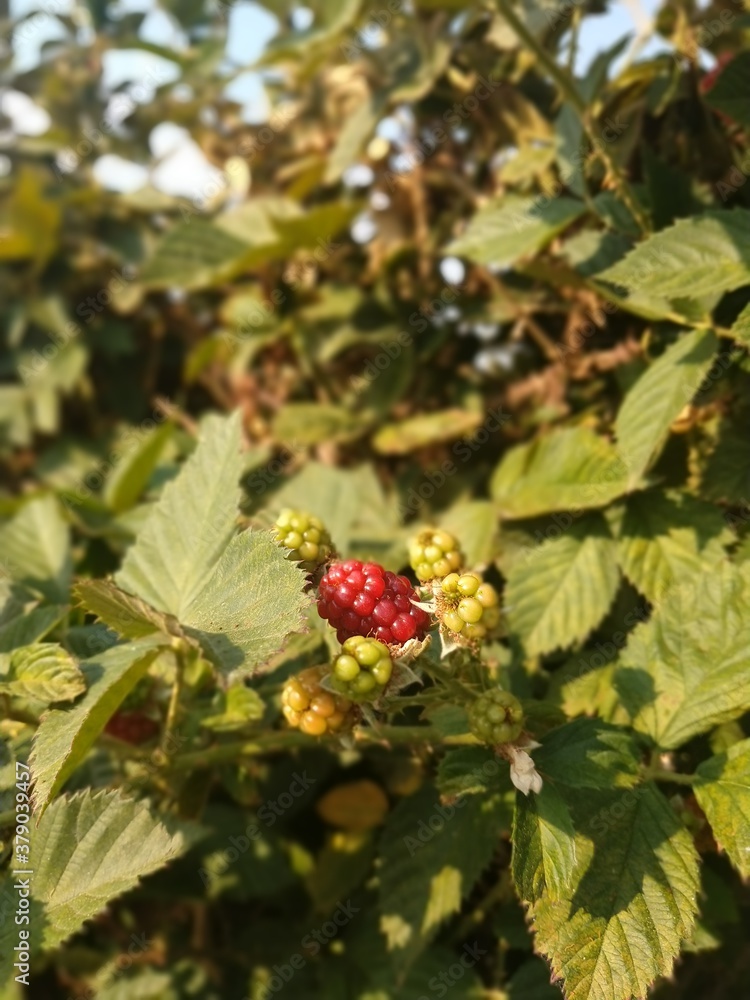 berries on a bush berries on a bush