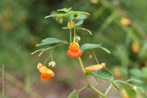 orange flower of a calendula