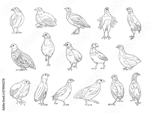 vector illustration of Quail isolated on white background.