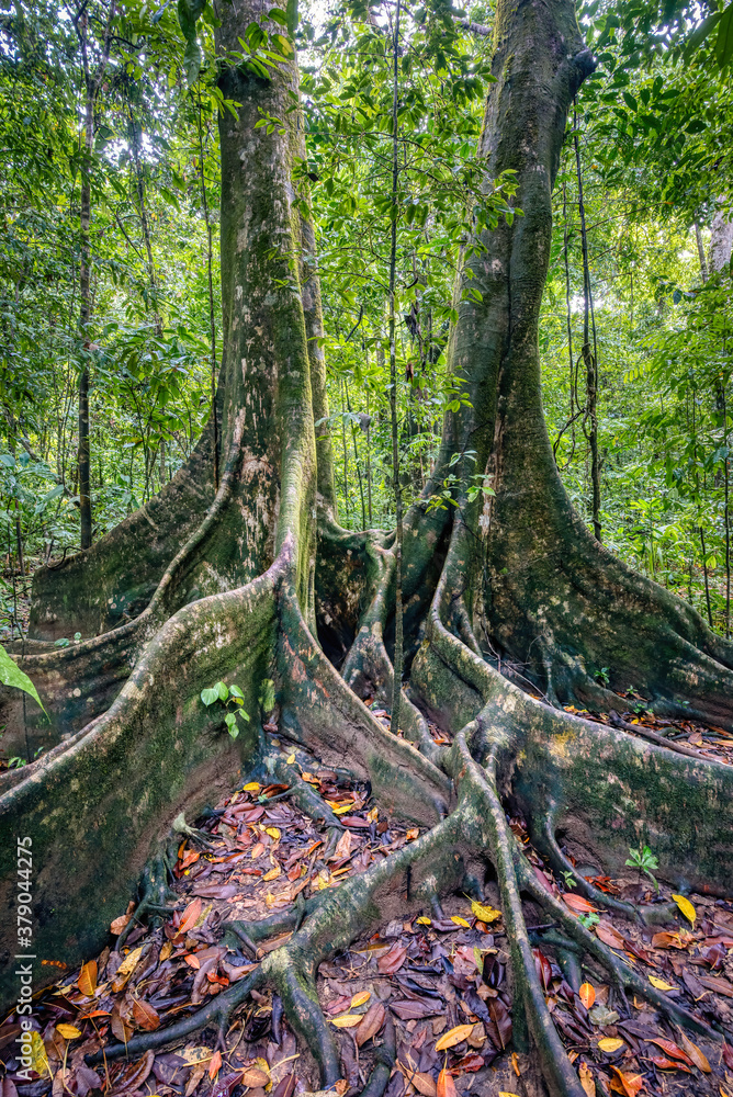 Foto de Ancient Giant Kapok trees, Ceiba pentandra, in the rain forest
