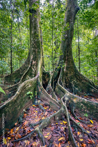 Ancient Giant Kapok trees, Ceiba pentandra, in the rain forest of Costa Rica's Osa Peninsula 