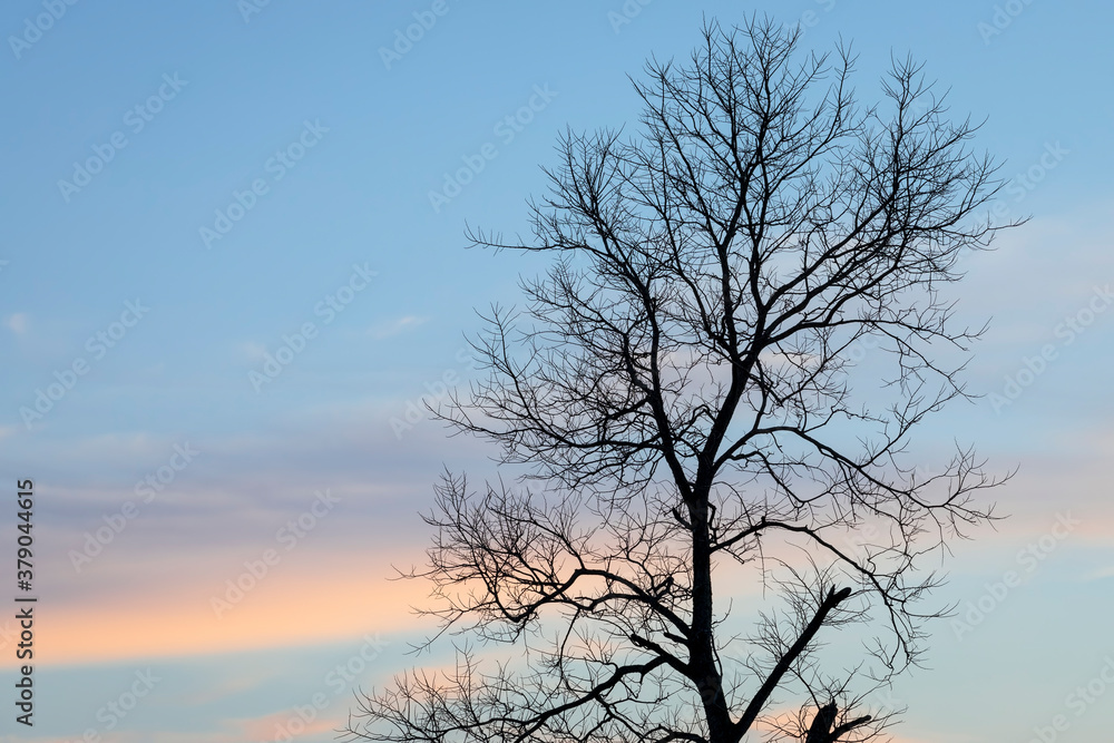 Silhouette of a Single Tree with Bare Branches against an Evening Sky Silhouette of a Single Tree with Bare Branches against an Evening Sky