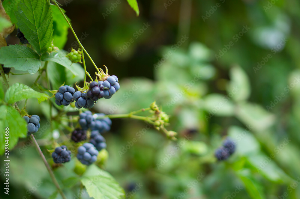 Wild blackberry growing wild berry in the forest. Berries in the forest.