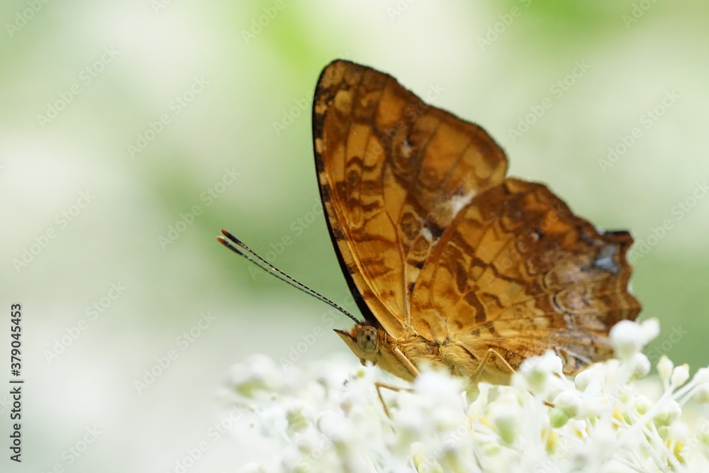 Obraz premium Butterfly(comma) sips sweet nectar