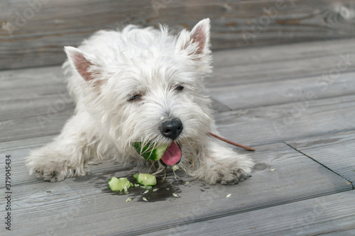 Portrait dog. Breed dog - West Highland White Terrier. Terrier eats a green cucumber.
