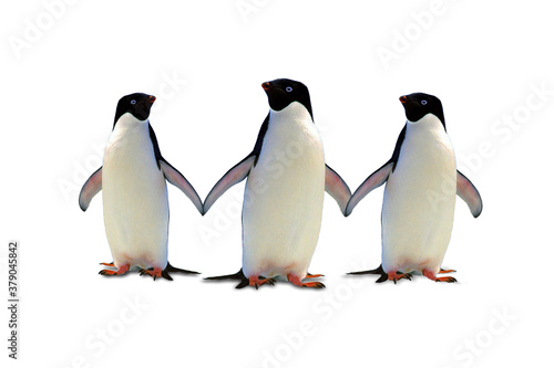 three penguins on a beach
