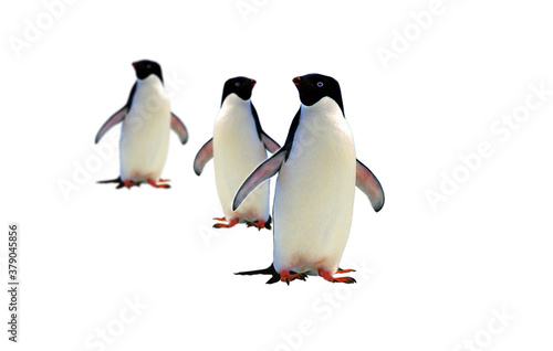 three penguins on a white background