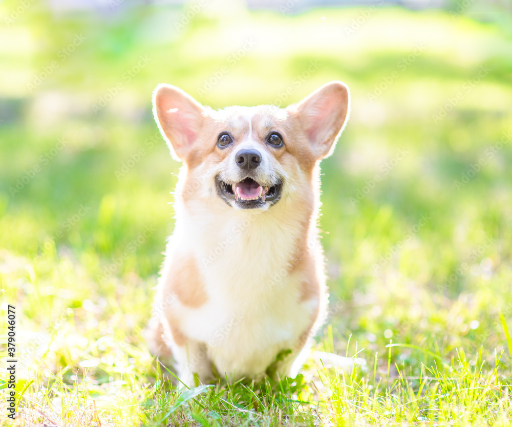 Pembroke welsh corgi puppy sits on green summer grass in the rays of the setting sun Pembroke welsh corgi puppy sits on green summer grass in the rays of the setting sun