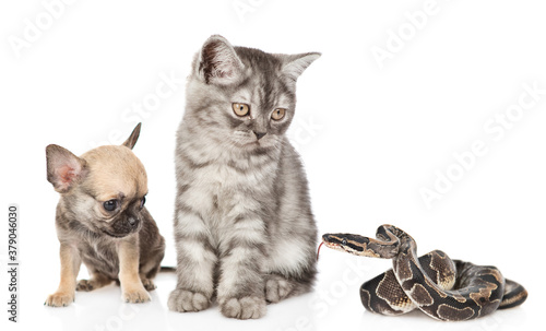 Puppy and kitten scared by a snake. Isolated on white background