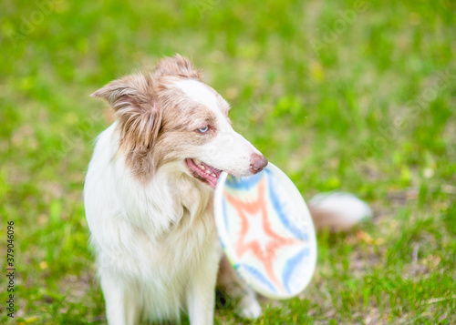 Playful Border collie holds fly disc in it mouth, sits on green summer grass and looks away photo