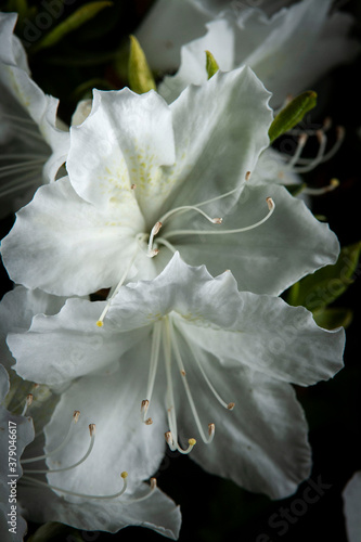 White Azalea at Night - Close up