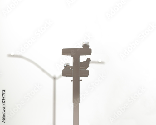 dove in a pole on the white background
