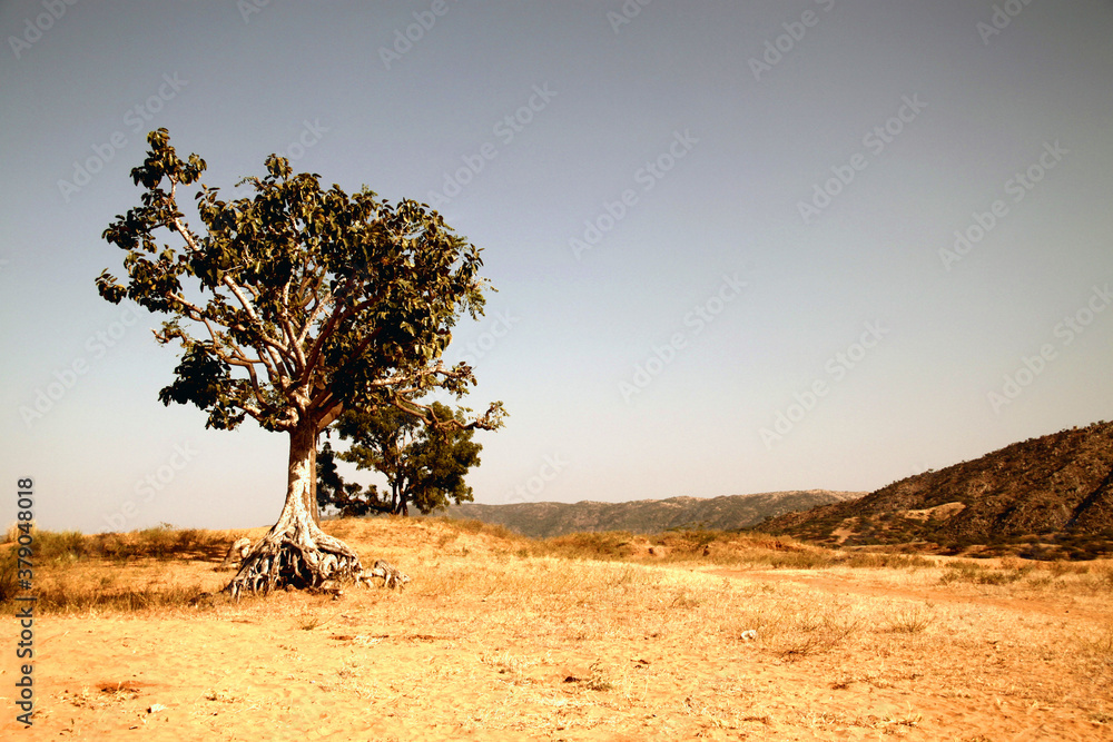 Tree in the desert - Rajasthan, India Tree in the desert - Rajasthan, India