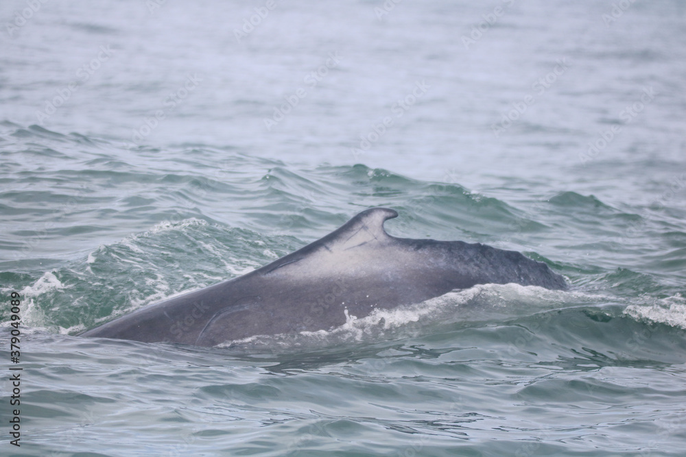 Humpback whales playing in the ocean in Costa Rica Humpback whales playing in the ocean in Costa Rica