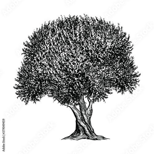 Illustration of an olive tree in a vintage style
