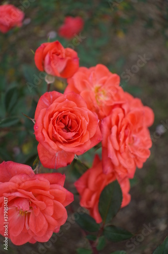 Orange Flower of Rose 'Petite Folie' in Full Bloom 