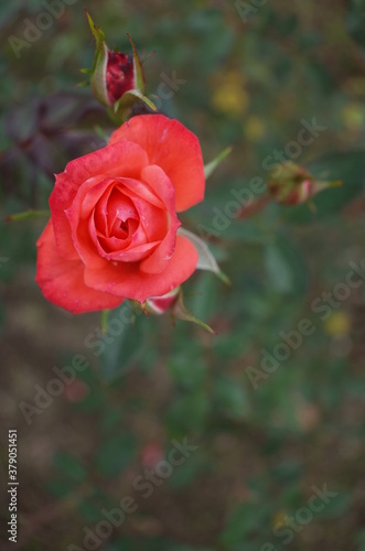 Orange Flower of Rose 'Petite Folie' in Full Bloom 