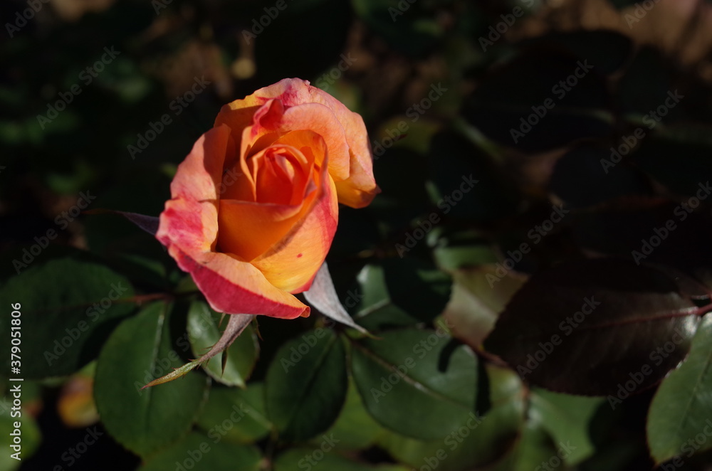 Orange blend Flower of Rose 'Philippe Noiret' in Full Bloom
