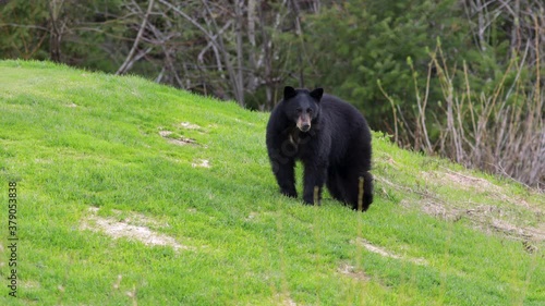 black bear on grass