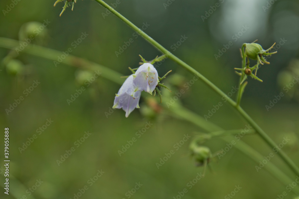 ツリガネニンジン