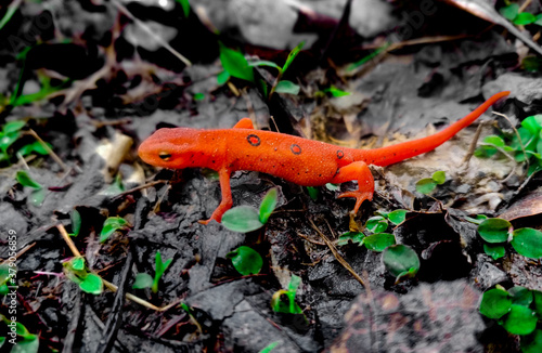 Fototapeta spotted newt on leaves