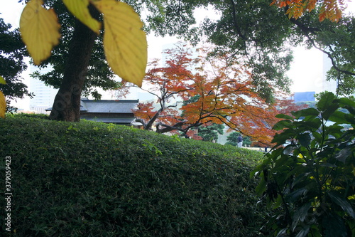 紅葉時期の庭園の黄色の葉 photo