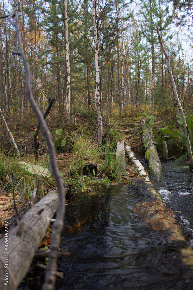 swamp of the North swamp of the North