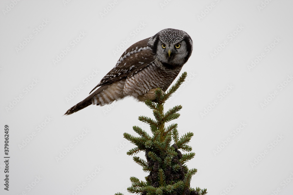 Fototapeta premium Boreal Owl, Denali National Park, Alaska