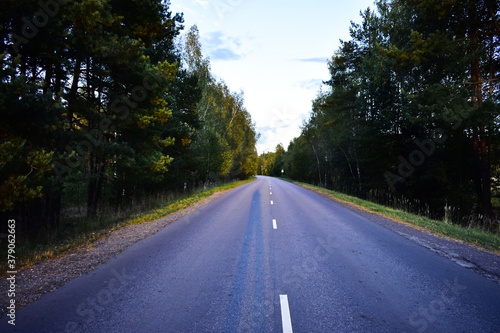 asphalt road through the forest