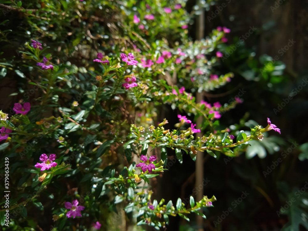 Cuphea Hyssopifolia Kunth plant and pink flowers close-up view Cuphea Hyssopifolia Kunth plant and pink flowers close-up view
