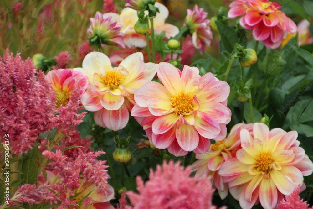 Beauty Of The Dahlias, U of A Botanic Gardens, Devon, Alberta Beauty Of The Dahlias, U of A Botanic Gardens, Devon, Alberta