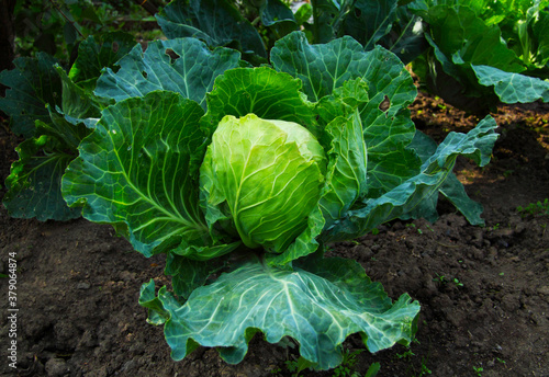 A large head of cabbage grows on the ground. Autumn on the farm. Vegetable for preparing autumn dishes.