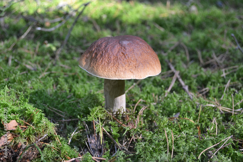 Wild Porcini mushroom