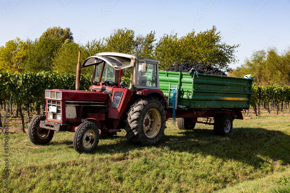Obraz premium Traktor mit einem Trauben vollbeladenen Hänger nach der Weinlese