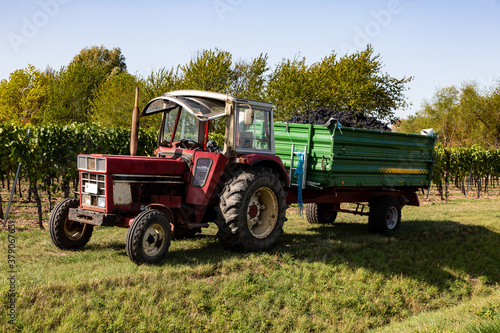 Traktor mit einem Trauben vollbeladenen H  nger nach der Weinlese