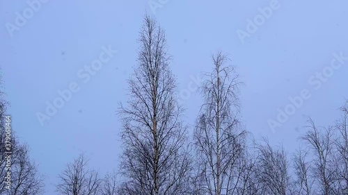 Snowfall in cloudy weather in winter. The wind shakes the tops of birch trees against the dark blue sky.